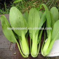 MPK10 Genai damp resistant high yield pakchoi seeds for sales